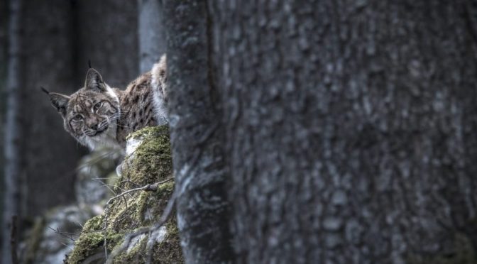 Документальный фильм «Дикие кошки» выйдет в онлайн-кинотеатрах 8 мая